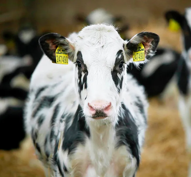Школьники из&nbsp;города Корсакова на&nbsp;Сахалине побывали на&nbsp;сельхозпредприятии