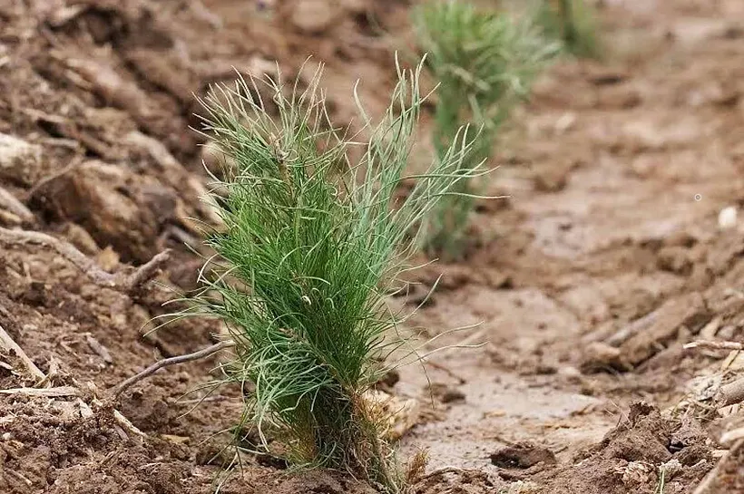 В&nbsp;лесах Воронежской области высадили более 4&nbsp;миллионов деревьев