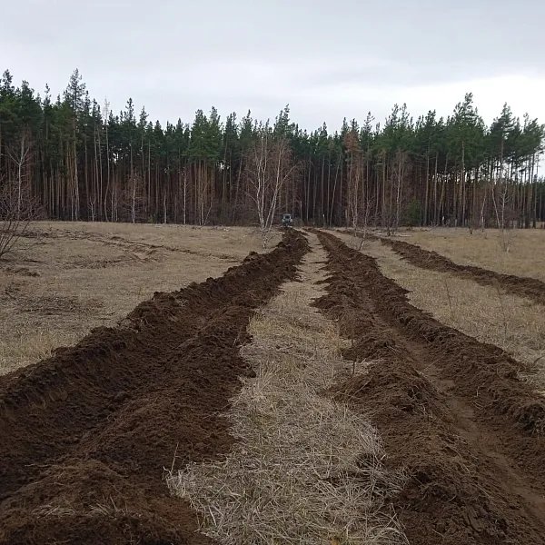 В&nbsp;Воронежской области к&nbsp;посадке деревьев подготовили более 1,4&nbsp;тыс. га&nbsp;леса