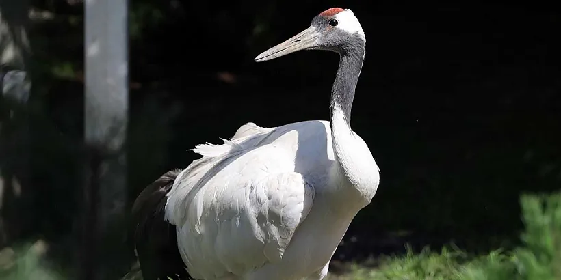 Для&nbsp;москвичей опубликовали викторину о&nbsp;японских журавлях
