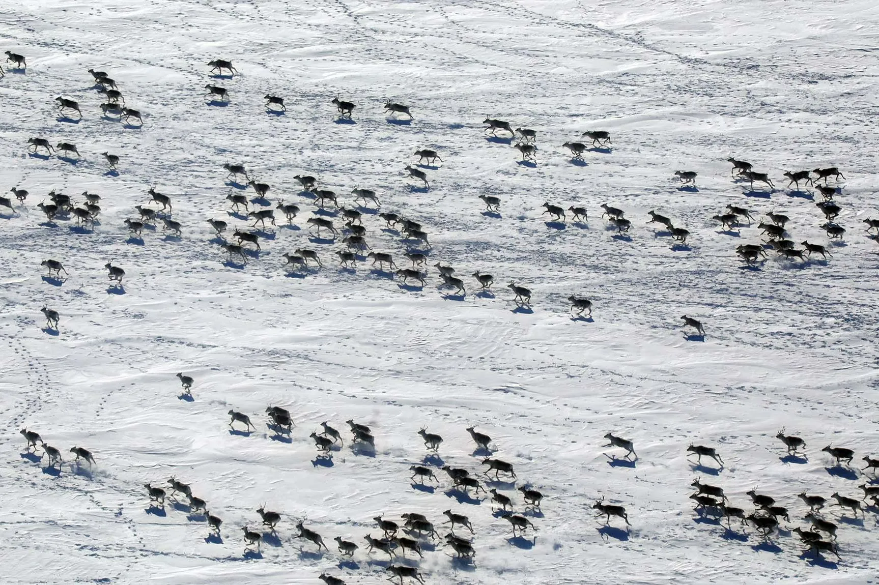 Символ тундры: как&nbsp;изучают крупнейшую популяцию дикого северного оленя