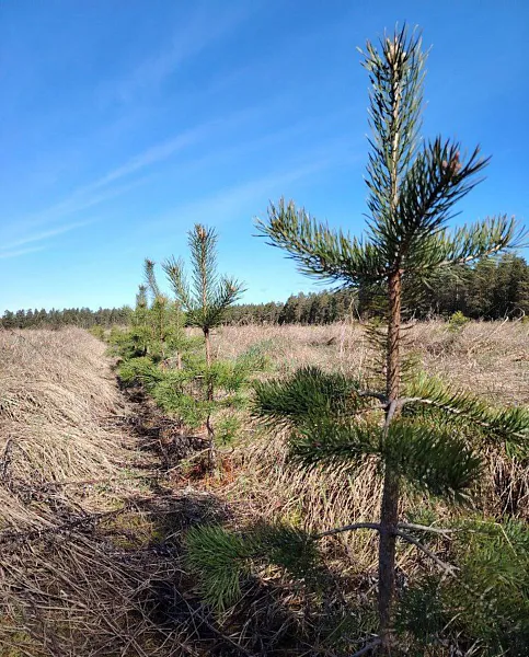 В&nbsp;Ленинградской области подвели итоги лесовосстановления за&nbsp;2025&nbsp;год