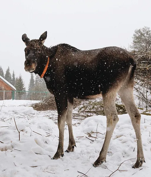 В&nbsp;Печоро-Илычском заповеднике Коми модернизируют лосиную ферму