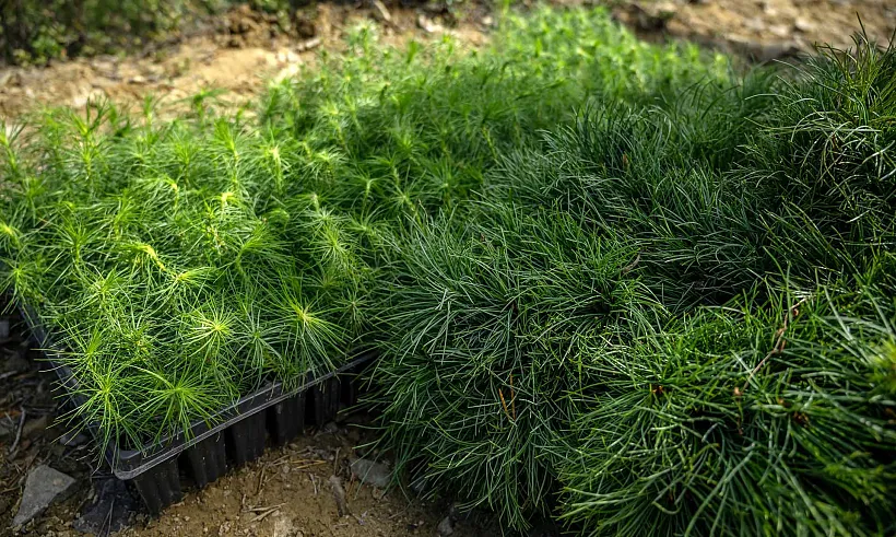 В&nbsp;Малошильнинском сельском поселении Татарстана высадили 765&nbsp;деревьев