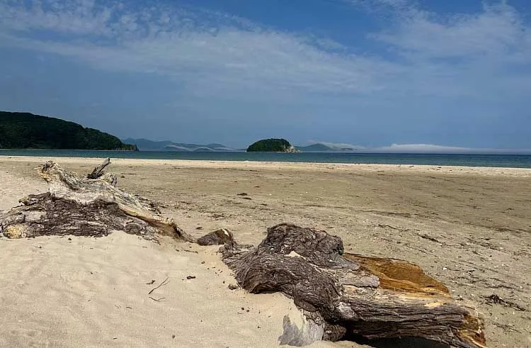 Агентство проектного управления Приморского края (РПО)