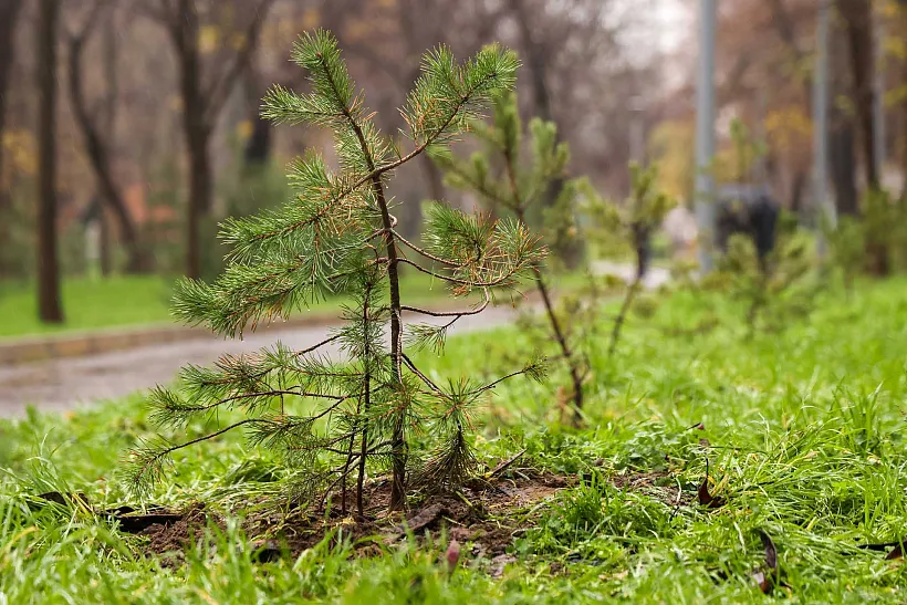 В&nbsp;России за&nbsp;год высадят не&nbsp;менее 1,3&nbsp;миллиона гектаров леса