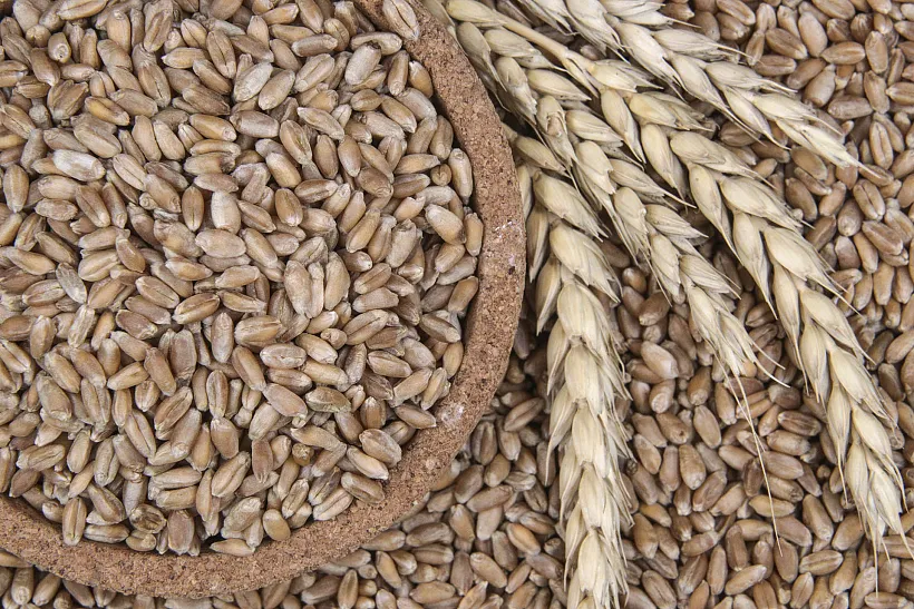 Экспорт зерновой продукции из&nbsp;Воронежской области увеличился в&nbsp;5&nbsp;раз