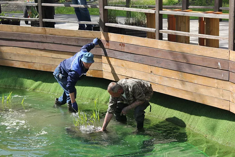 В&nbsp;Аптекарский сад Тобольска Тюменской области высадили водные растения