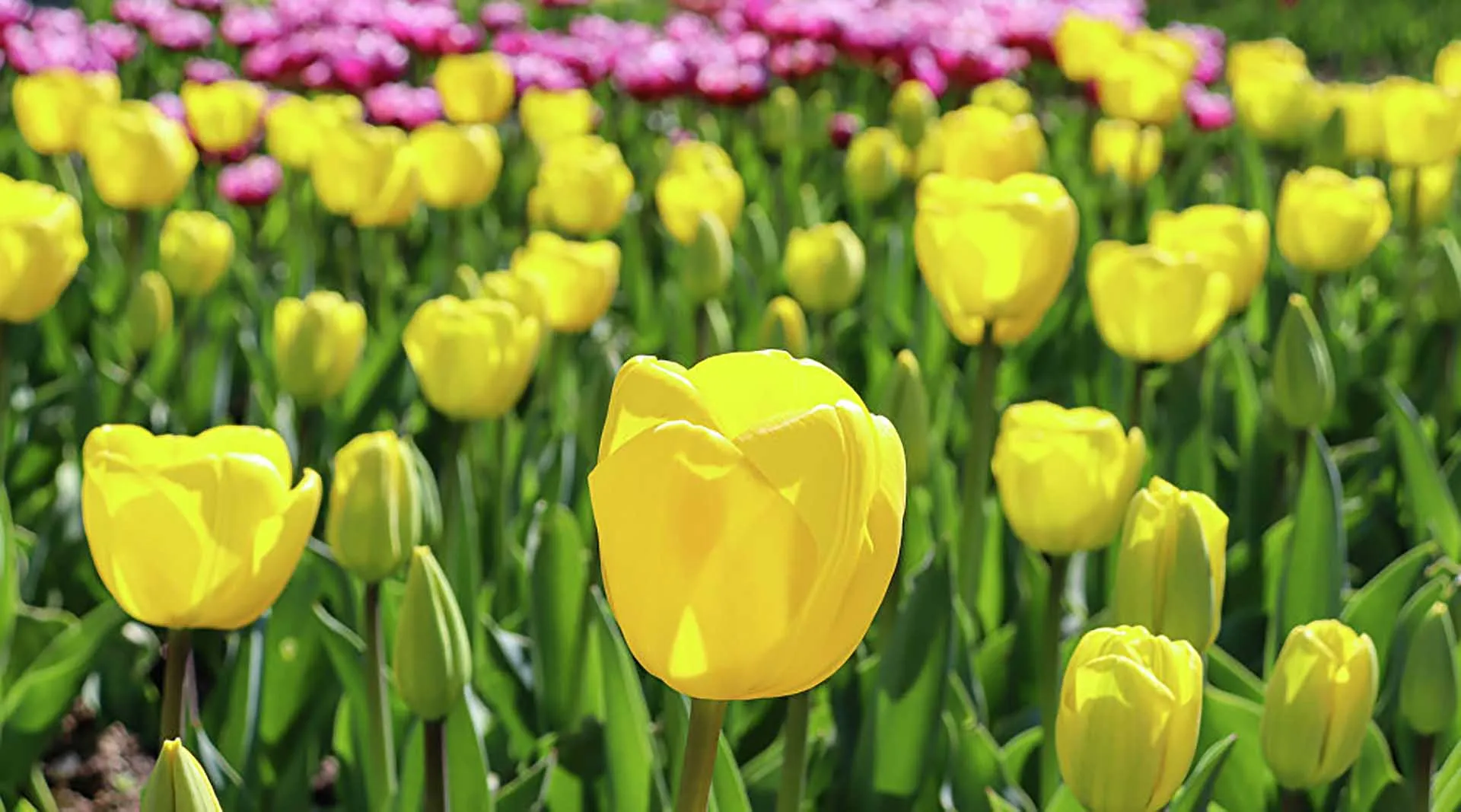 В&nbsp;Ялте стартовал ежегодный Парад тюльпанов