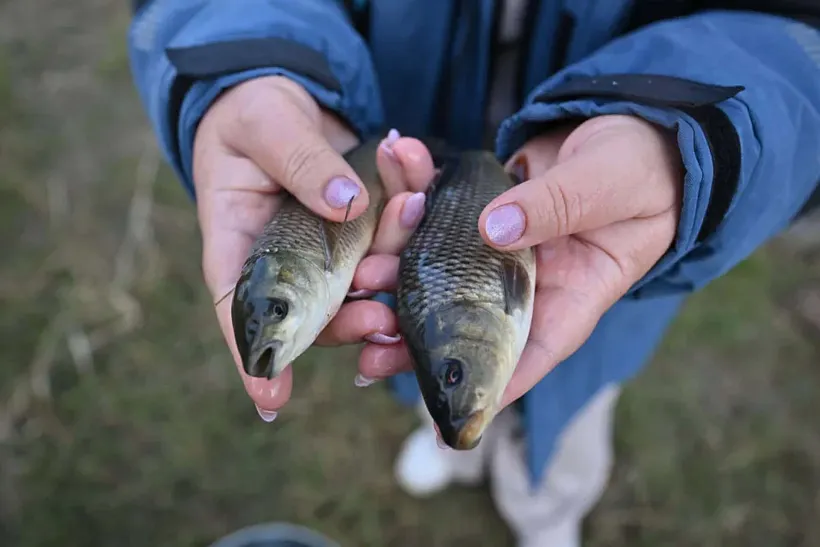 Ростовская АЭС выпустила в&nbsp;Цимлянское водохранилище почти 1&nbsp;млн мальков рыб