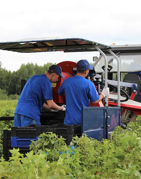В&nbsp;Тюменской области собрали более 14&nbsp;тонн ягод в&nbsp;2025&nbsp;году