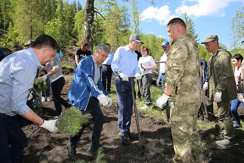 На&nbsp;Алтае с&nbsp;начала года высадили лес на&nbsp;106&nbsp;га