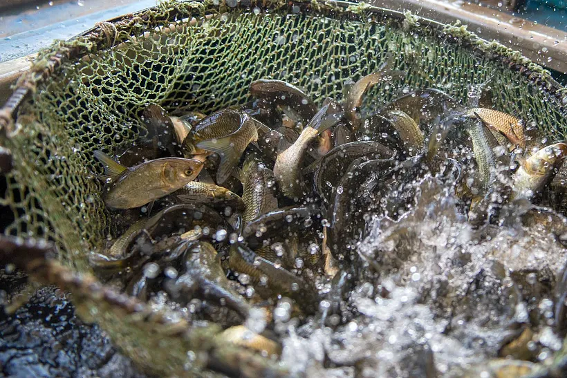 В&nbsp;Белоярское водохранилище на&nbsp;Урале выпустили почти 390&nbsp;тысяч мальков