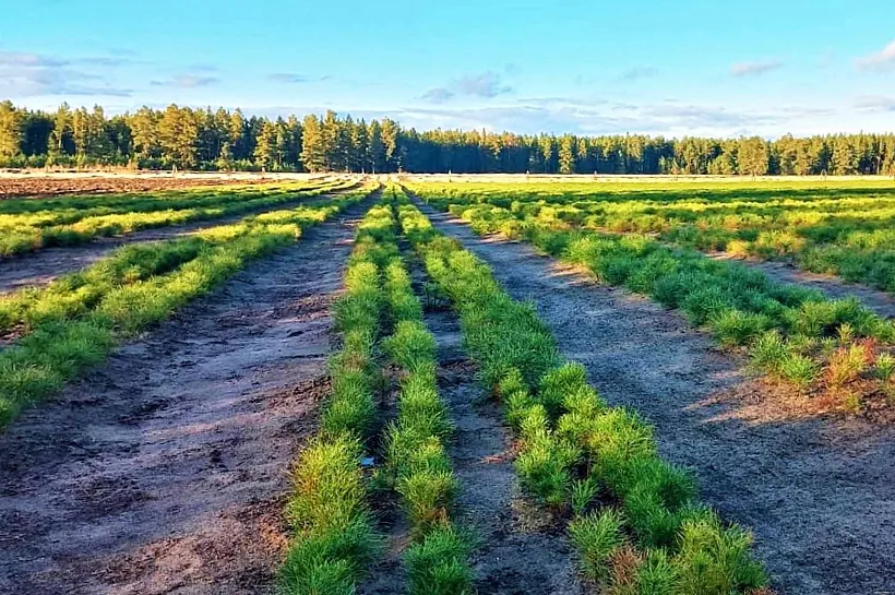 Алтайский край перевыполнил план по&nbsp;восстановлению лесов