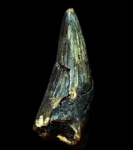 В&nbsp;Курском музее археологии откроется выставка окаменелостей