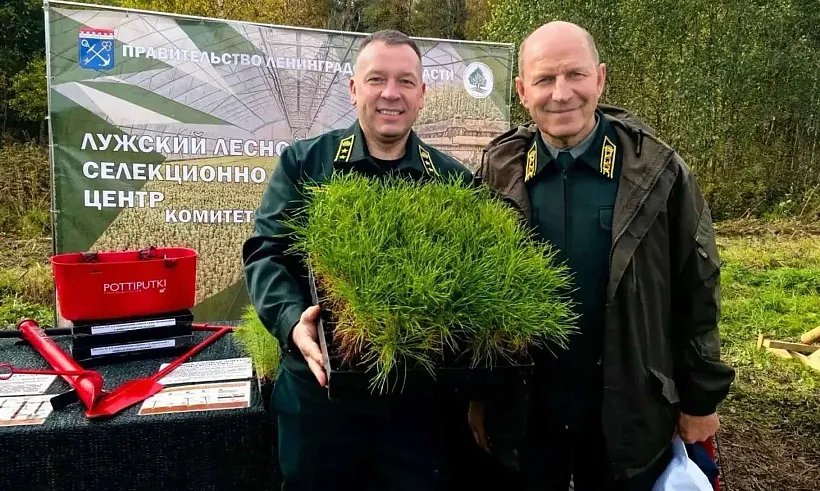 В&nbsp;Тосненском районе Ленобласти высадили 8&nbsp;тысяч елей
