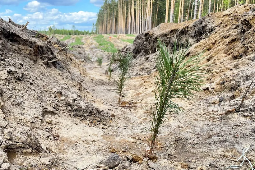 В&nbsp;лесничествах Рязанской области высадили более 3,5&nbsp;млн молодых деревьев