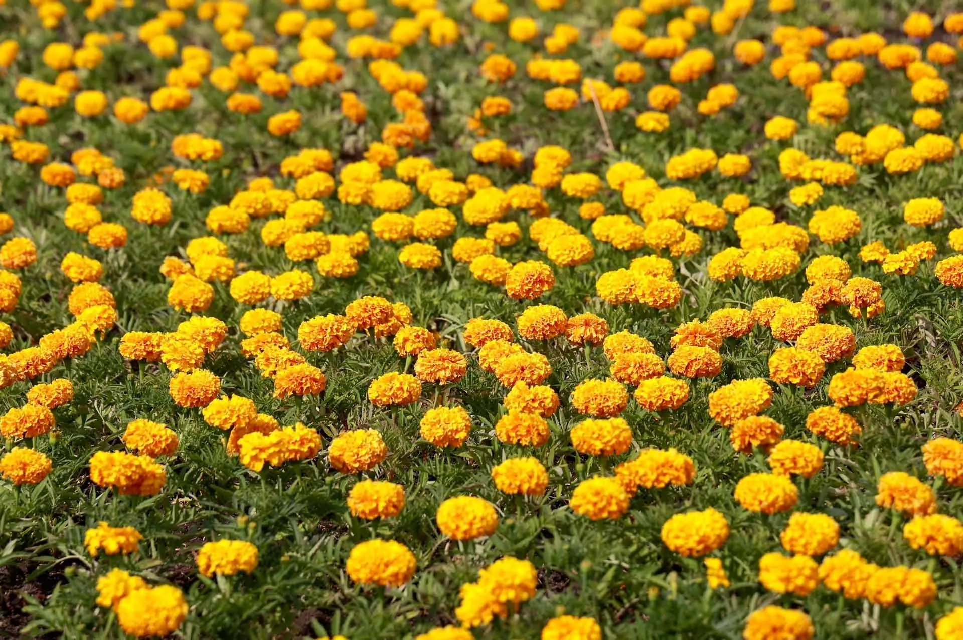 Пресс-служба Правительства Нижегородской области