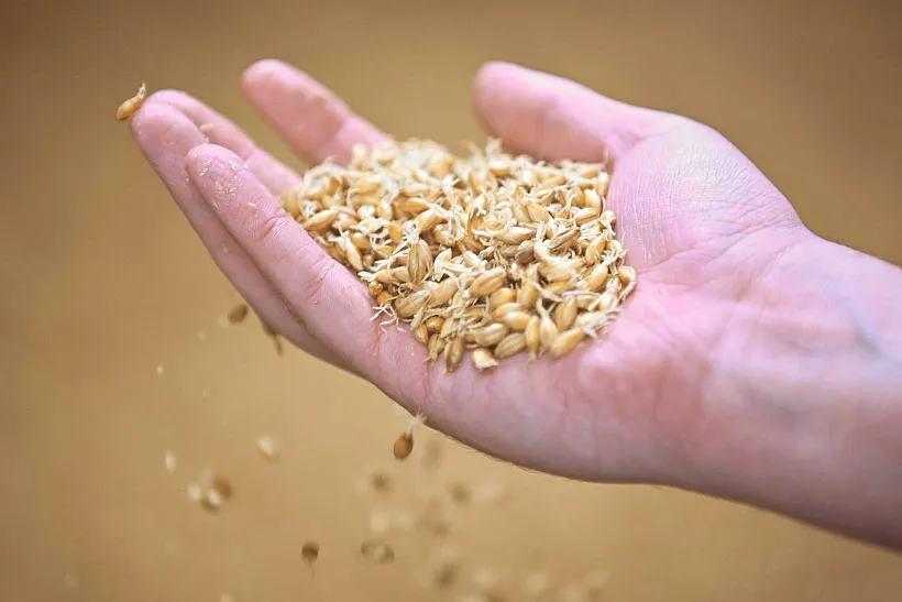 Воронежские агропроизводители представят продукцию на&nbsp;выставке во&nbsp;Вьетнаме