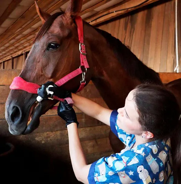 Тюменские ученые разработали базу данных о&nbsp;болезнях животных