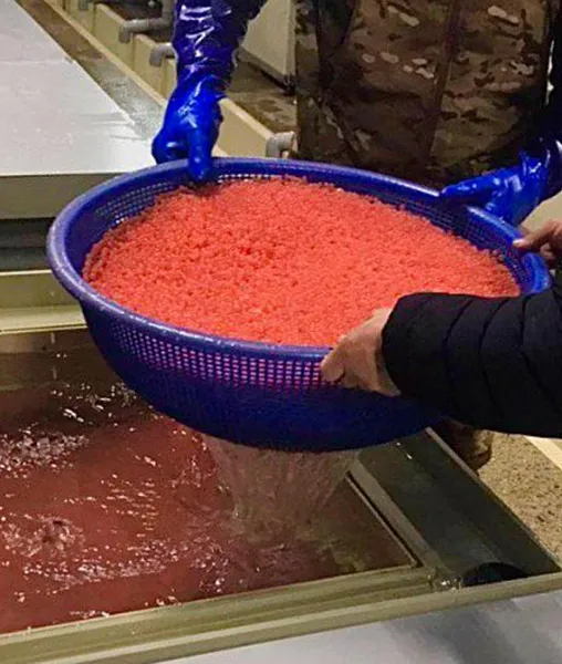 В&nbsp;Хабаровском крае заложили на&nbsp;инкубацию более 6&nbsp;млн икринок