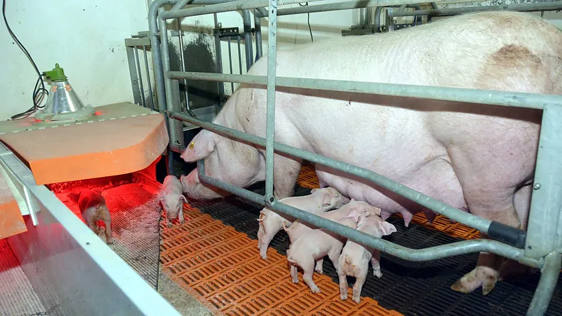 В&nbsp;Челябинской области выросло производство молока, свинины и&nbsp;мяса птицы