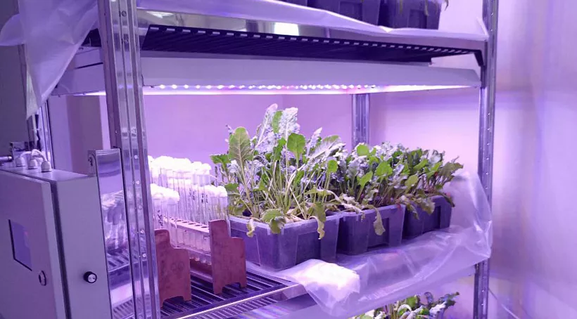 На&nbsp;Кубани заработала лаборатория размножения сахарной свеклы