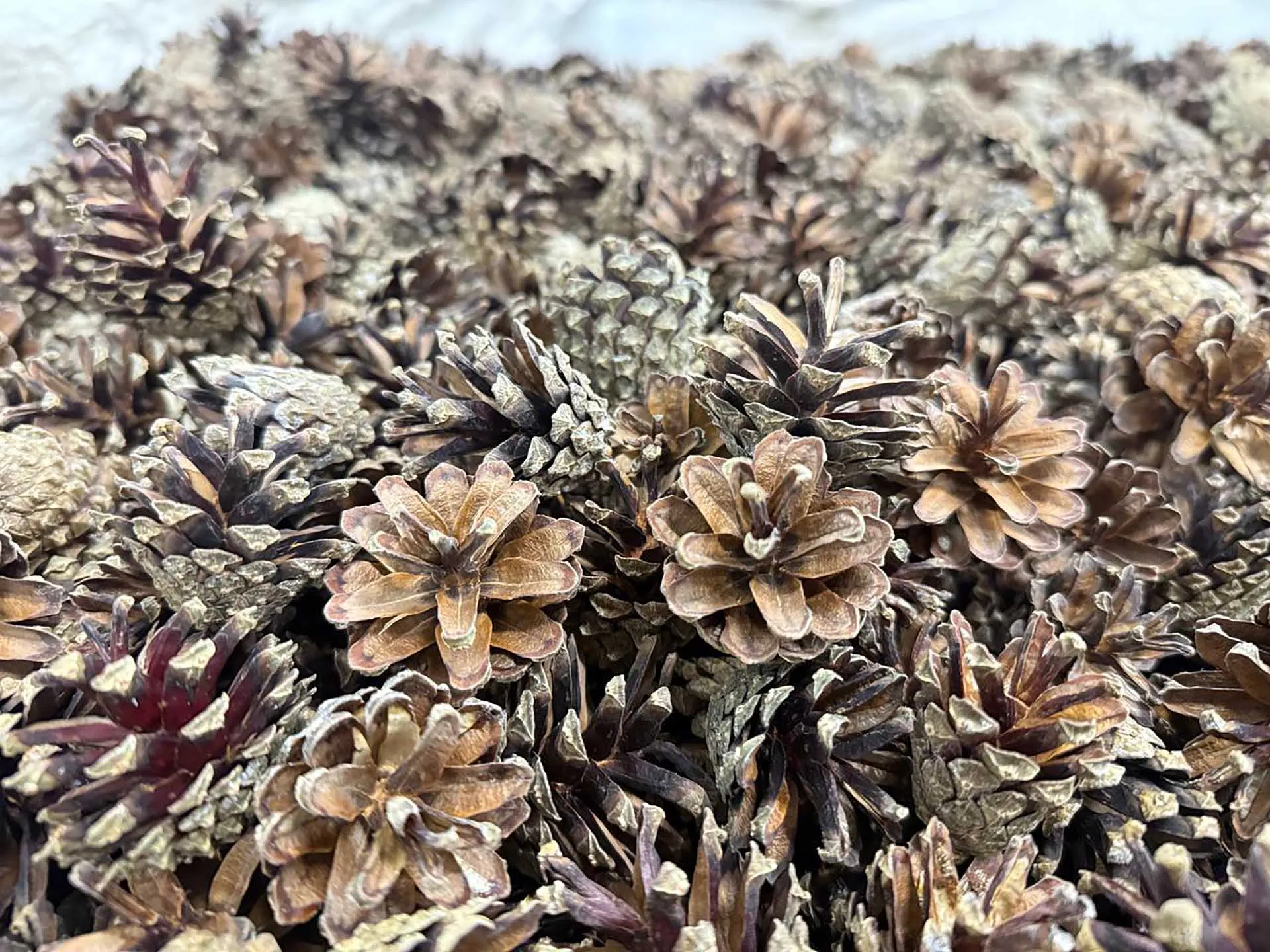 Департамент лесного комплекса Вологодской области