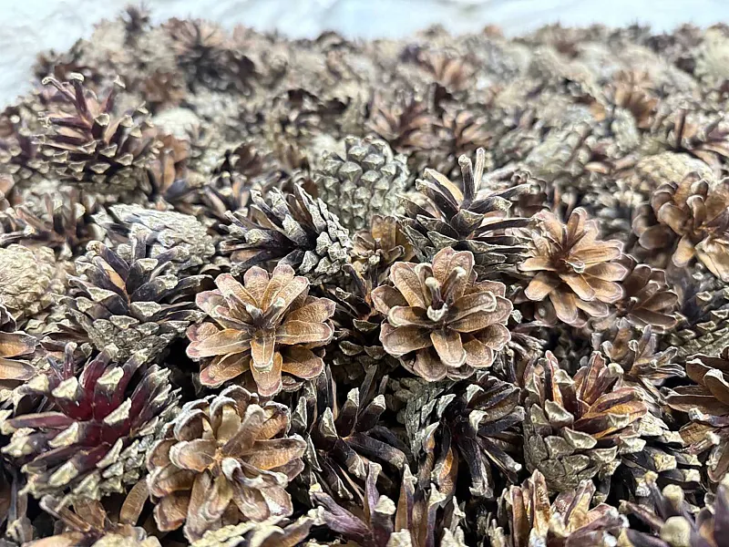 В&nbsp;Вологодской области приступили к&nbsp;сбору шишек сосны и&nbsp;ели