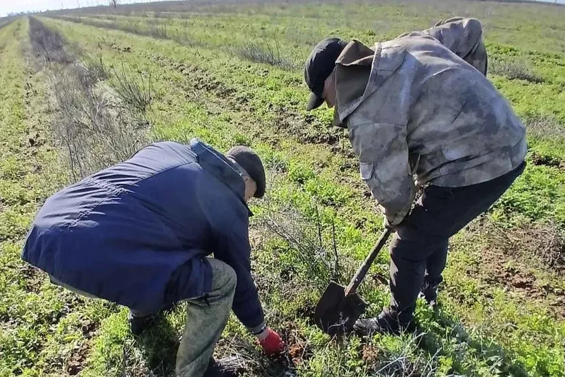 На&nbsp;землях лесного фонда Астраханской области завершили весенние посадки