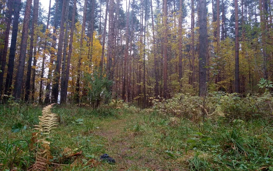 Официальный портал Ярославской Области (yarregion.ru)