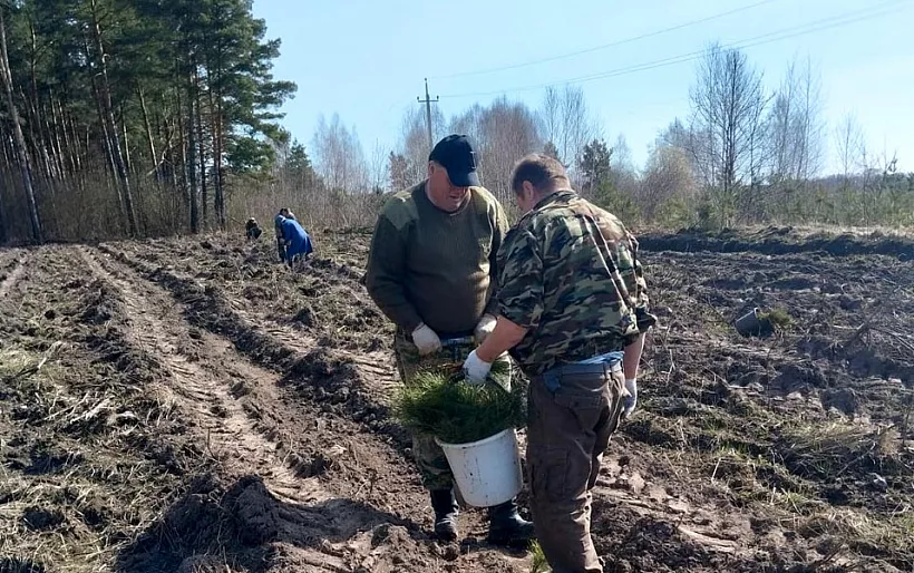 В&nbsp;Урицком лесничестве Орловской области посадили 2,5&nbsp;тысячи сосен