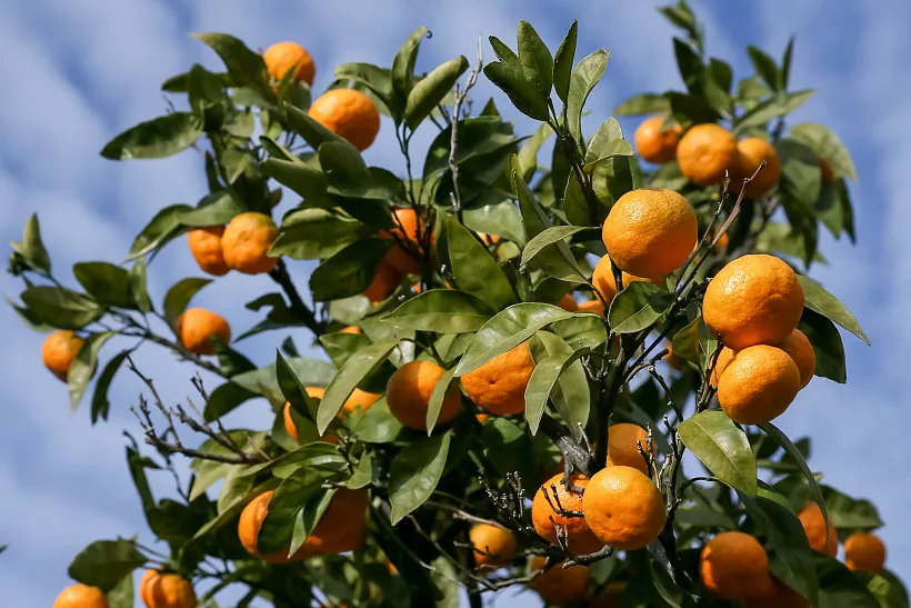 Мандариновое настроение: главные продукты, полезные для&nbsp;вас этой зимой