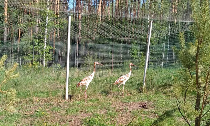 В&nbsp;Окском заповеднике Рязанской области вылупился птенец стерха