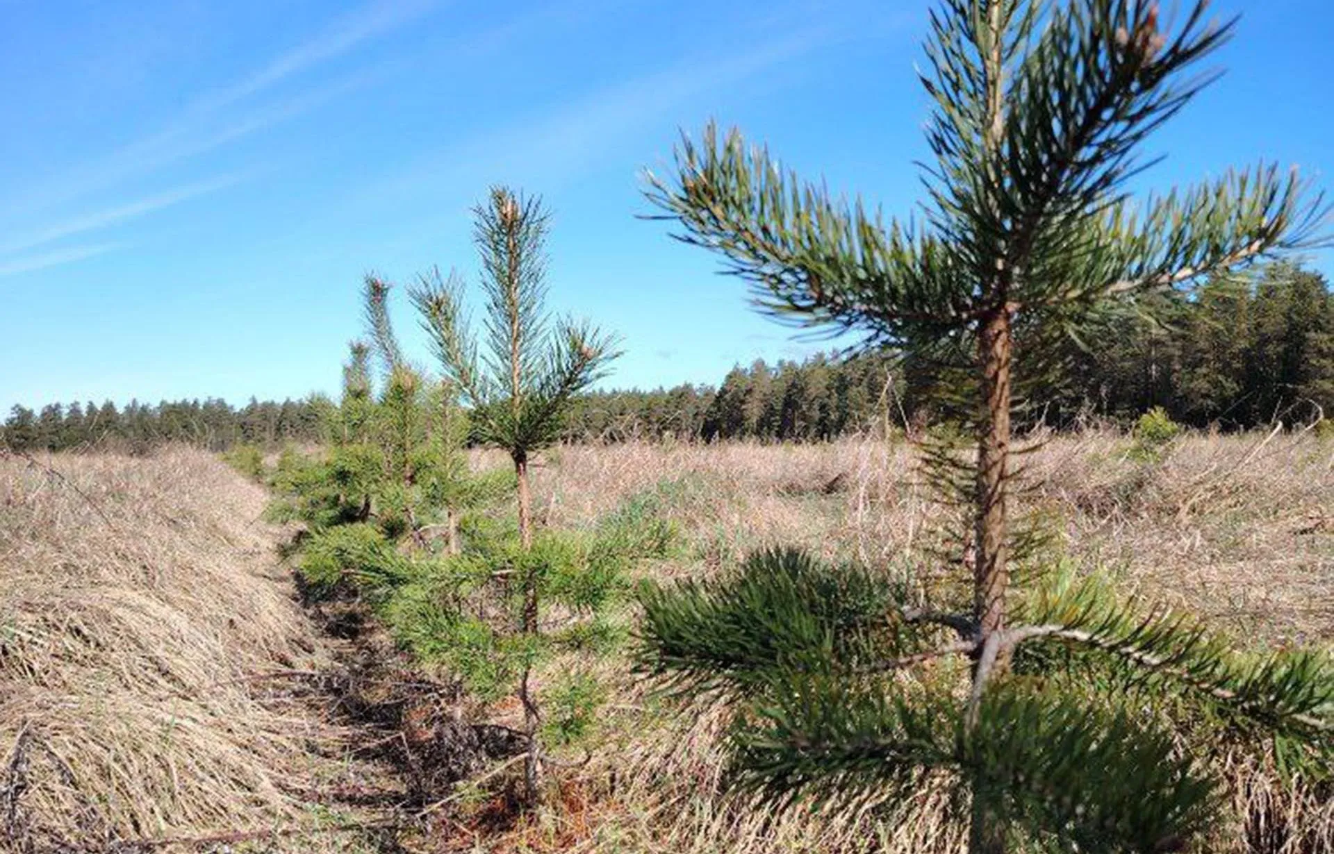 ЛОГКУ "Ленобллес"