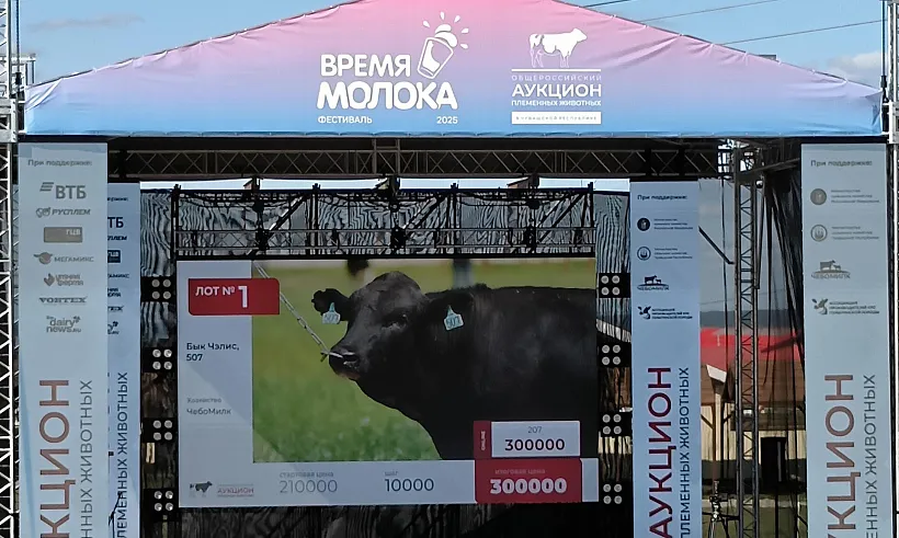 На&nbsp;базе чувашской компании &laquo;ЧебоМилк&raquo; прошел аукцион племенных животных