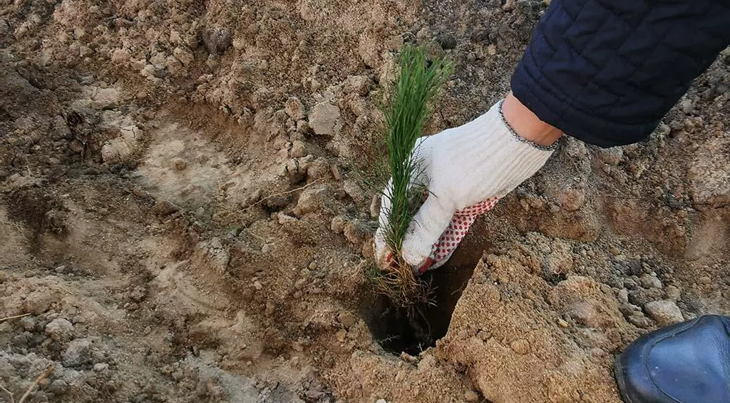 Управление лесного хозяйства Воронежской области