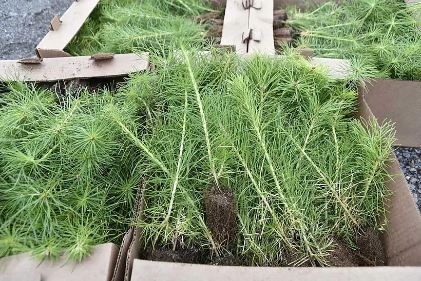 В&nbsp;лесничества Воронежской области поступят более 800&nbsp;тысяч сеянцев