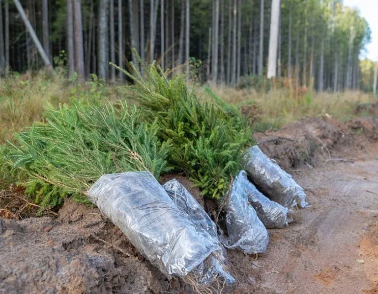 В&nbsp;Псковской области восстановили более 1,1&nbsp;тысячи гектаров леса