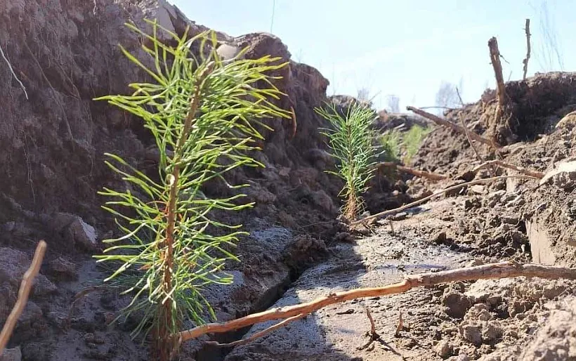 В&nbsp;Озерском лесничестве Алтайского края за&nbsp;год высадили более 30&nbsp;тысяч сосен