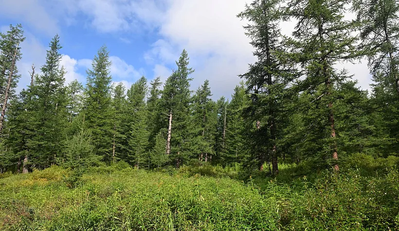 В&nbsp;Подмосковье установят 6&nbsp;видеокамер для&nbsp;выявления лесных пожаров