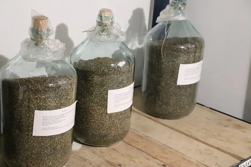 Около 11&nbsp;тонн семян хвойных деревьев заготовили в&nbsp;Красноярском крае