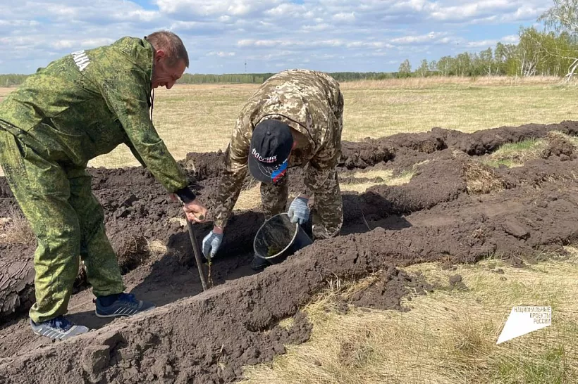 Почти 640&nbsp;тысяч деревьев высадили на&nbsp;экологических акциях в&nbsp;Омской области