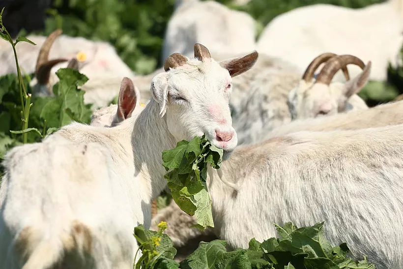 План по&nbsp;экспорту агропродукции в&nbsp;Самарской области выполнили на&nbsp;70%