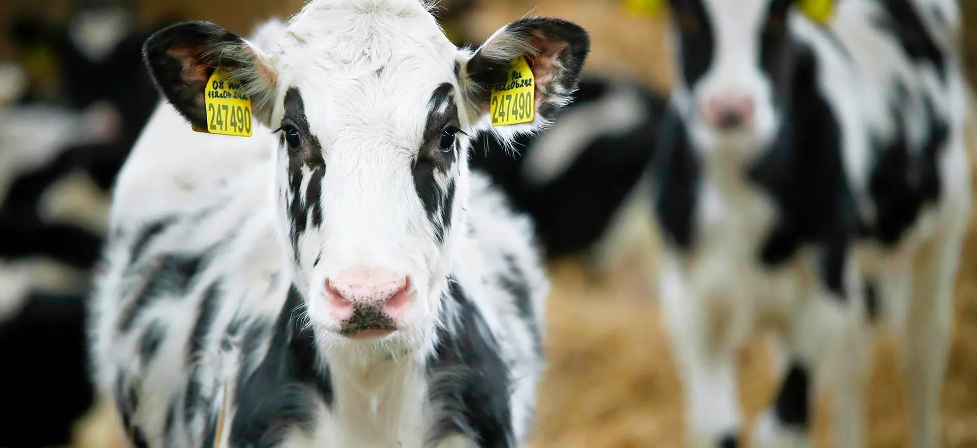 Кирилл Брага/РИА Новости