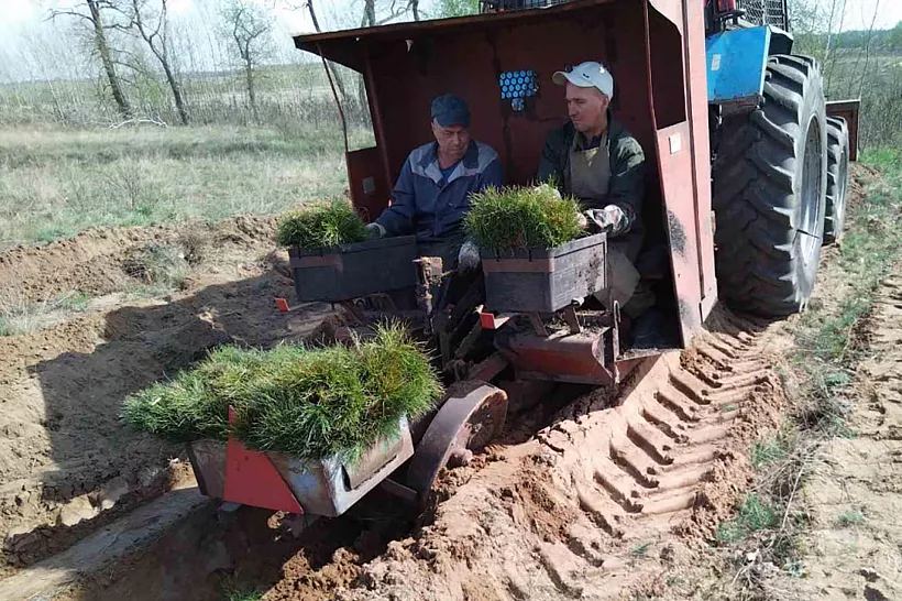 В&nbsp;Саратовской области высадят 1477&nbsp;гектаров молодого леса