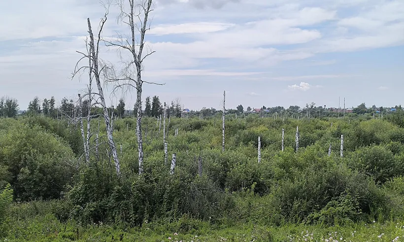 В&nbsp;Новосибирской области рассказали, как&nbsp;защищают леса