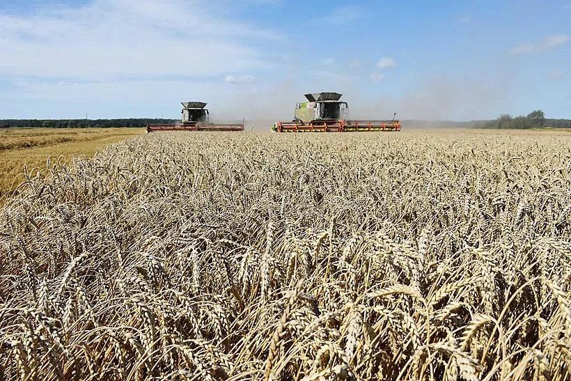 Калининградская область вошла в&nbsp;топ регионов по&nbsp;урожайности зерновых и&nbsp;сои