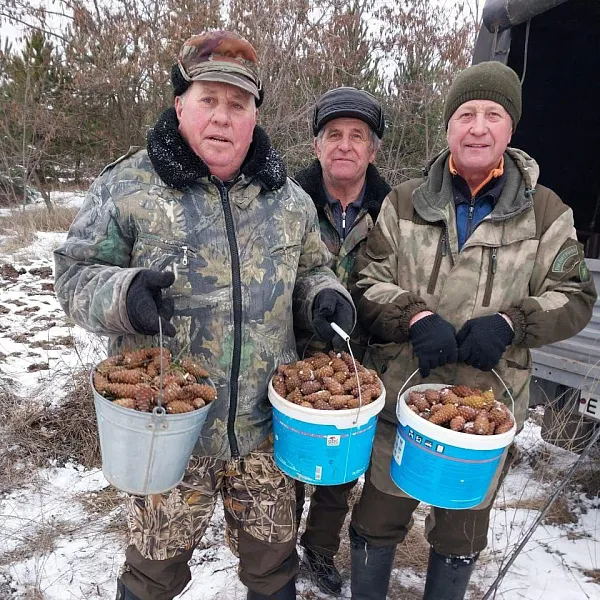 В&nbsp;Воронежской области собрали 10&nbsp;тонн сосновых шишек