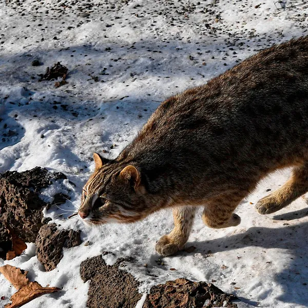 В&nbsp;природном парке &laquo;Маркотх&raquo; на&nbsp;Кубани появился краснокнижный лесной кот